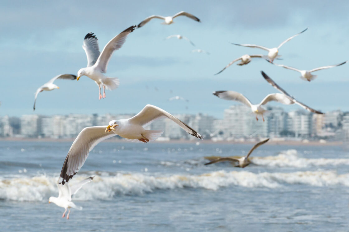 Loire-Atlantique Développement – Campagne « la mer en hiver »